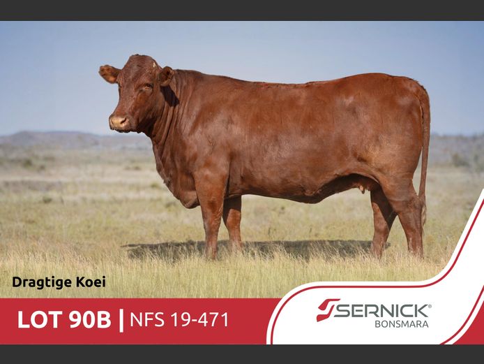 NFS 190471 | SERNICK BONSMARA STOET