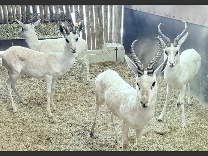 Wit Springbok Ram
