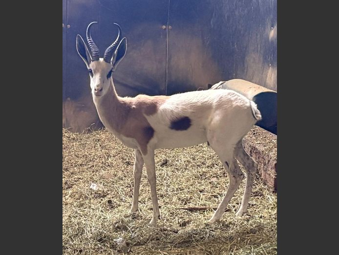 Konings Springbok Ram