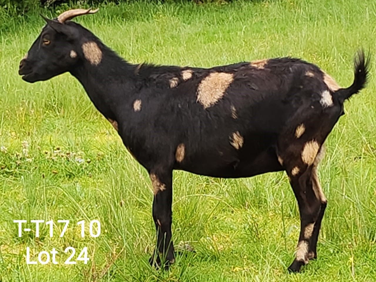 Lot 24 | INDIGENOUS VELD GOAT NATIONAL AUCTION | SwiftVEE | South ...