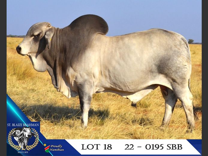 22-0195SBB | ST. BLAIZE BRAHMAN STOET