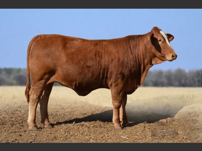 JJL2480 | MIDKOP BOERDERY