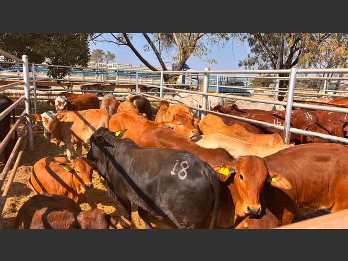 AGRA GROOTFONTEIN WEANER AUCTION