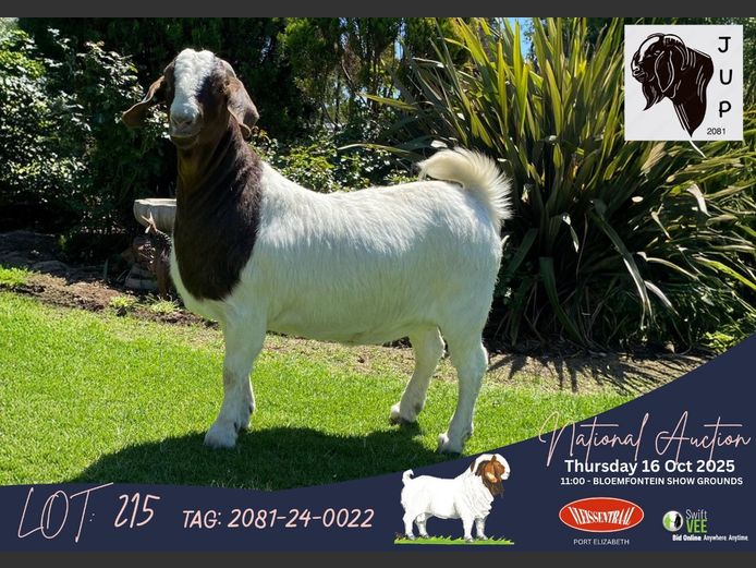 2081240022 | JUP BOERBOKSTOET