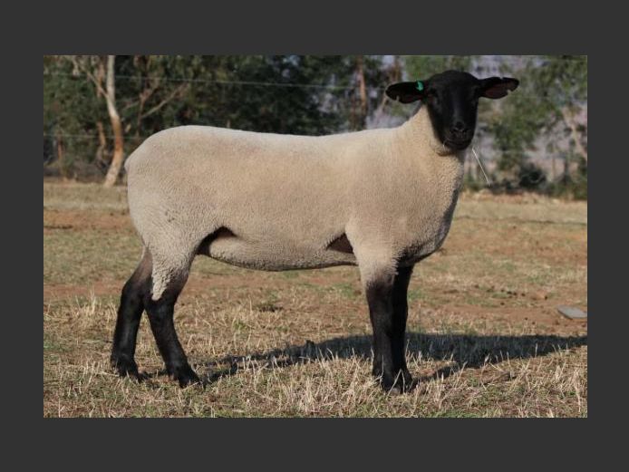 353250084 | H.P. GELDENHUYS