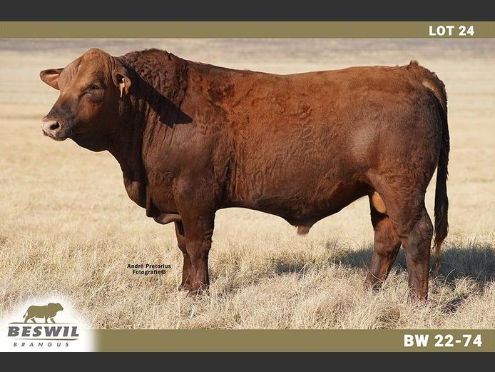 BW2274 | FRANCOIS JACOBUS SCHOLTZ