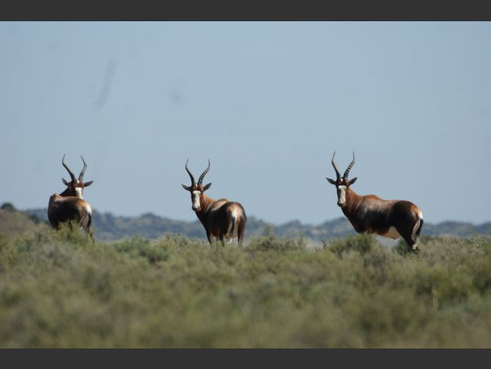 Blesbok Gewoon | Smith Broers