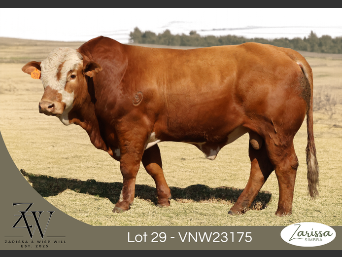 VNW23175 | ZARISSA
