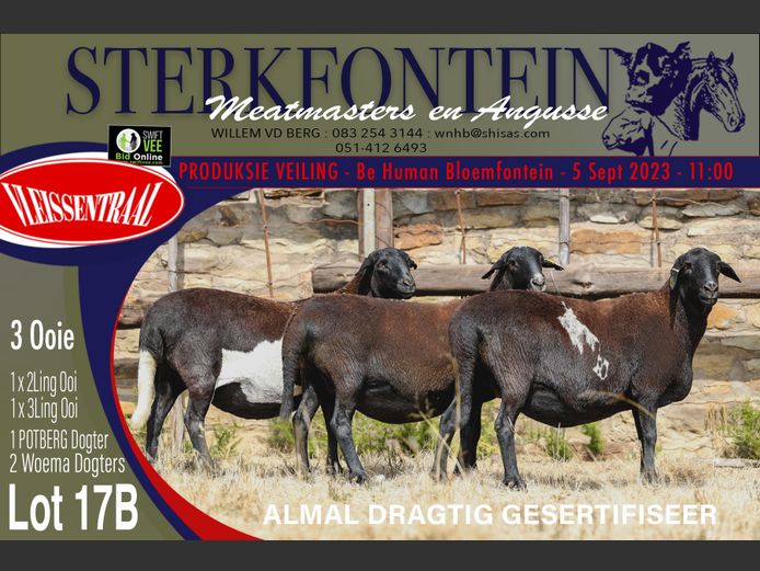 Ewes | Sterkfontein Meatmasters