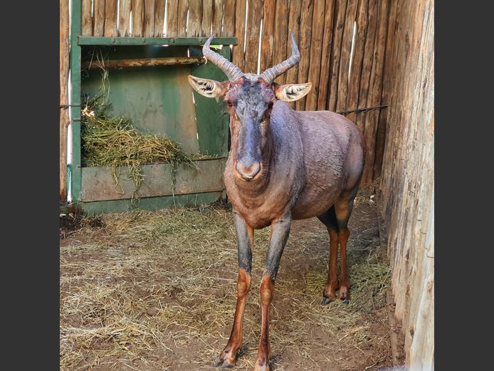 Tsessebe | Helicon M 