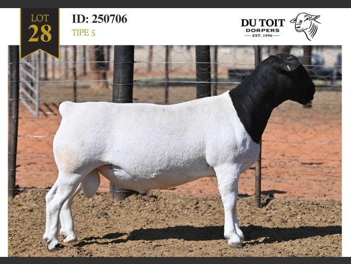 250706 | DU TOIT DORPERS