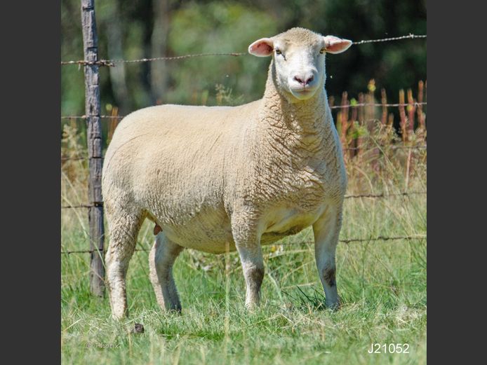 J 210052 | LEEUWKOP DORMERS
