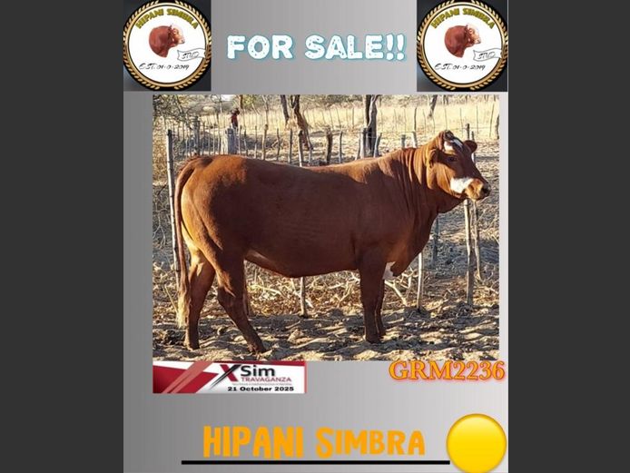 GRM2236AA | HIPANI SIMBRA