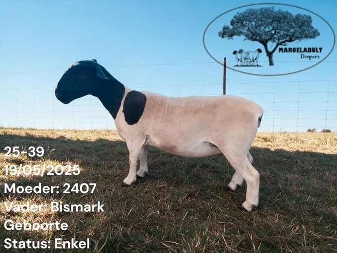 25-39 | MAROELABULT DORPERS