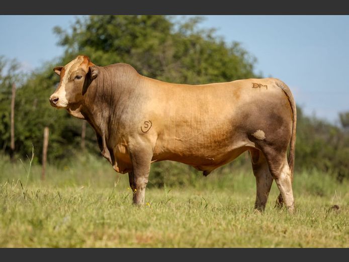 DM231321B | KAMAB SIMBRA