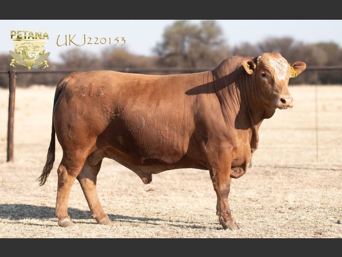 UKJ 220153