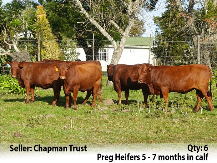 Commercial Animals | Chapman Trust