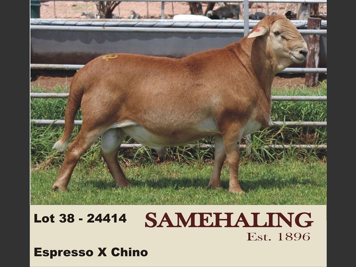 24414-SAM | SAMEHALING MEATMASTERS