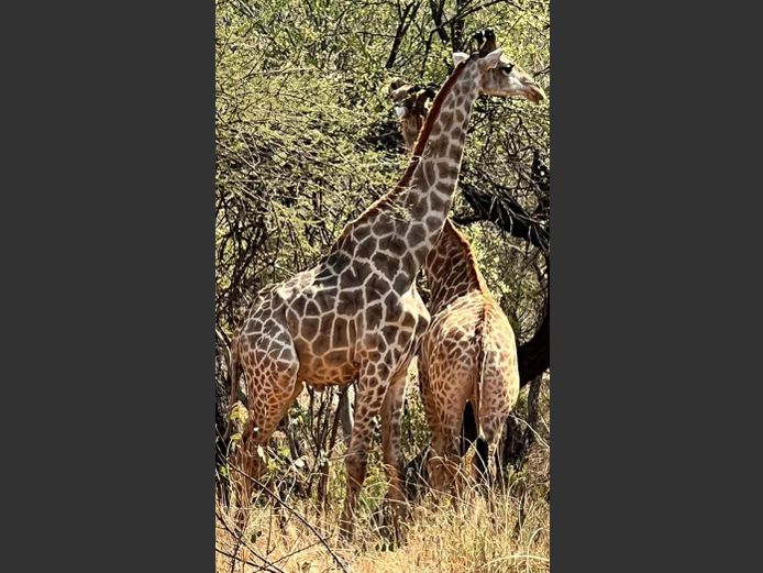 GIRAFFE