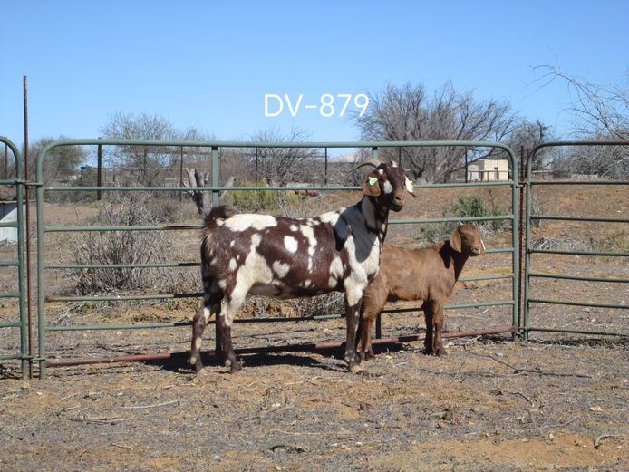 DV22-879 | RIETMONDSPOORT BOERDERY