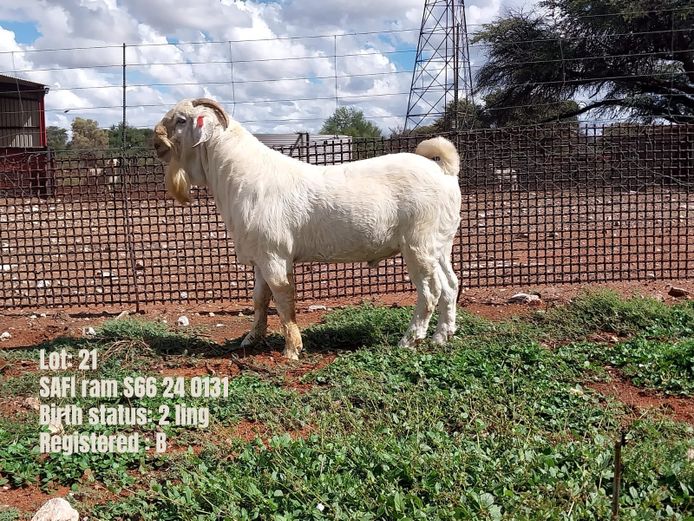 S66 24 0131 | SAFI SAVANNA