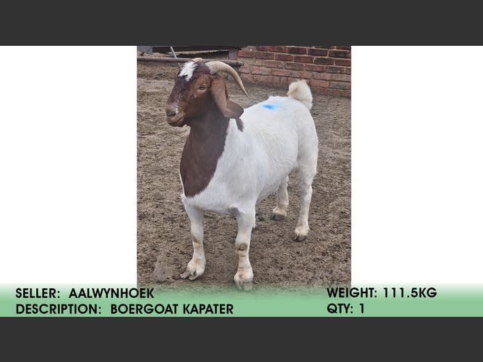 Kapater | Aalwynhoek