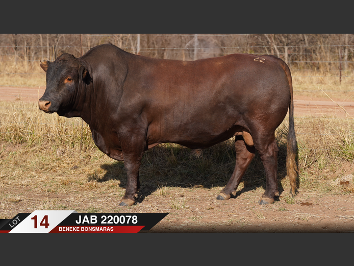 JAB220078 | J.A. BENEKE