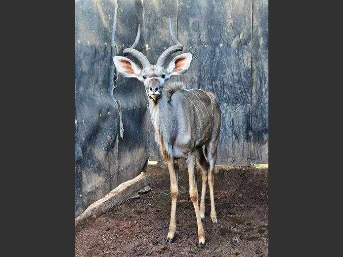 KUDU | RIPICA TRUST