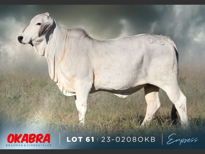 23-0208 OKB | OKABRA BRAHMAN