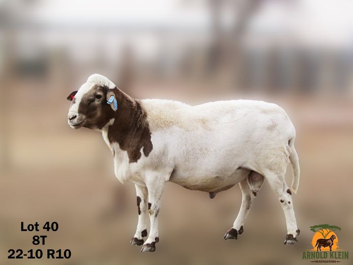 ARNOLD KLEIN MEATMASTERS | 22-10 R10