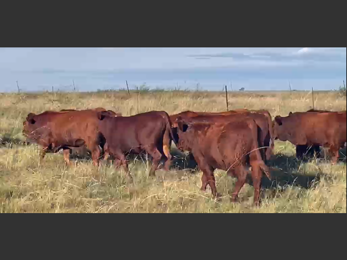 Cattle 