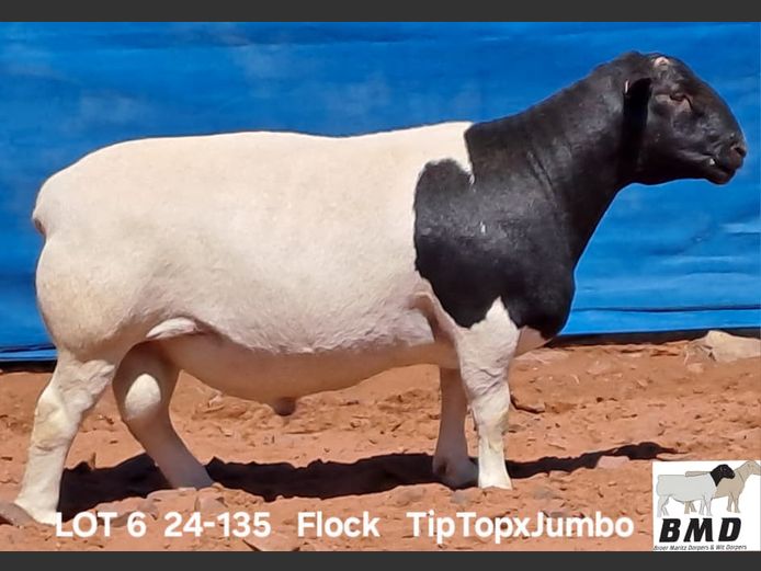 24-135 | BROER MARITZ DORPERS