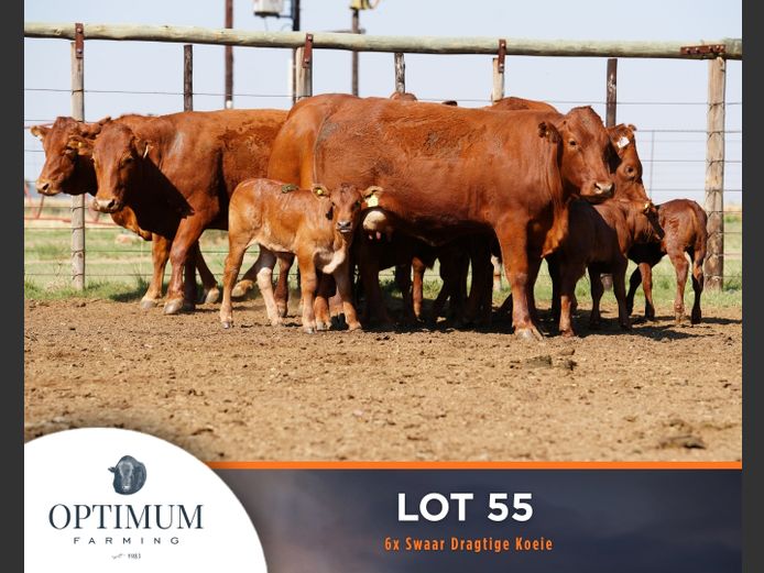 Commercial Animals | OPTIMUM FARMING M WIPPLINGER