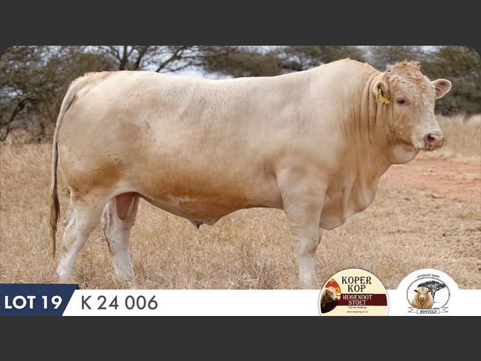 K240006 HH | KOPERKOP HUGENOOT STOET