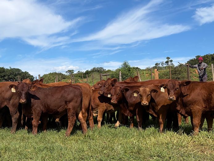 Begelly Beefmasters