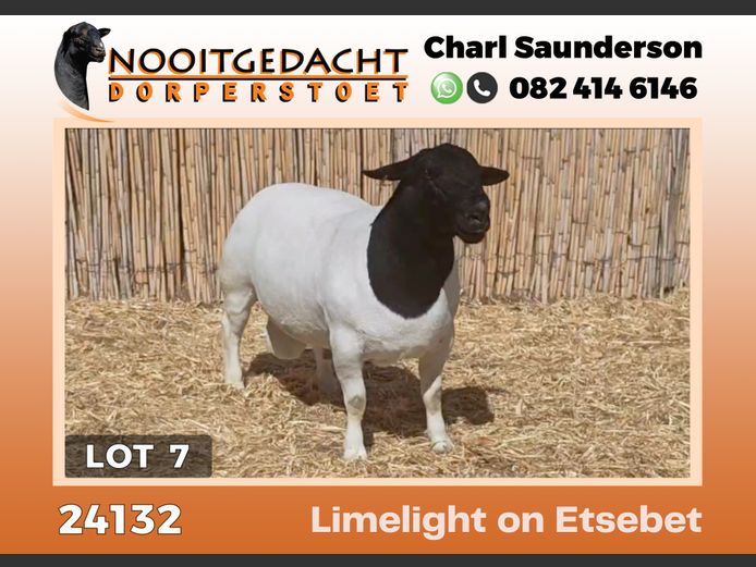 24132 | NOOITGEDACHT  DORPERS