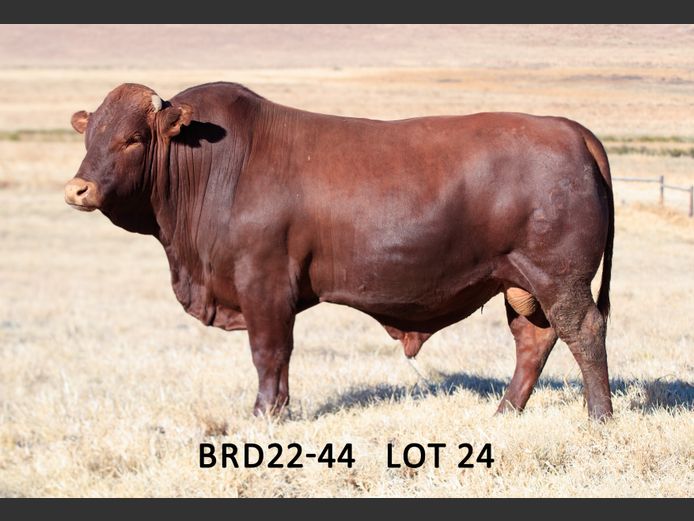 BRD 220044 | DIEPFONTEIN TRUST