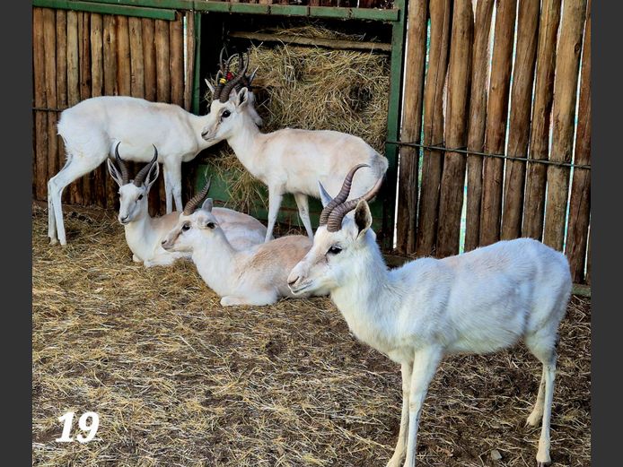 WIT SPRINGBOK | CGOC