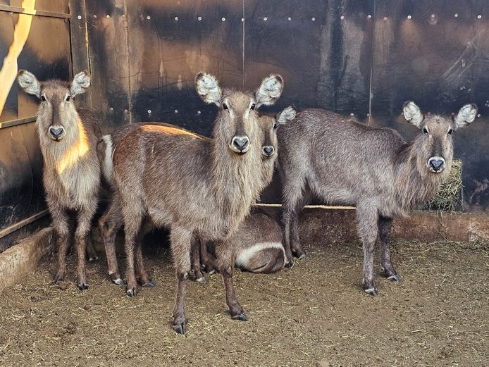 WATERBUCK | HUGOMOD