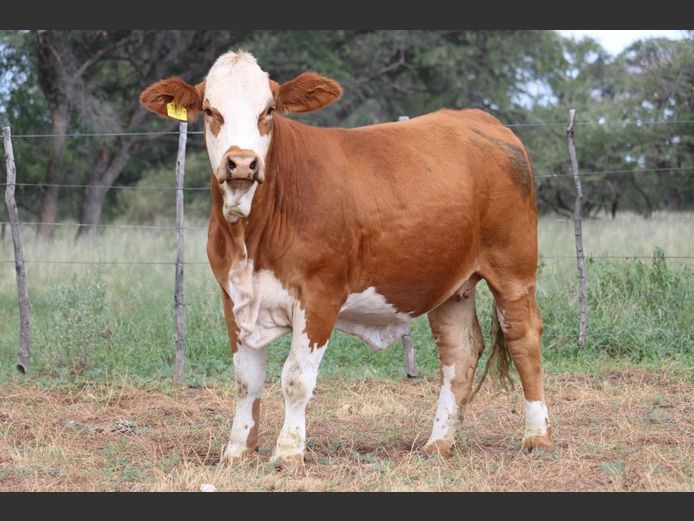 DM231190 | KAMAB SIMBRA