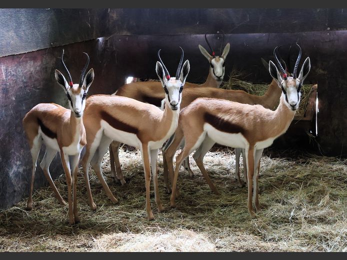 KALAHARI SPRINGBOK | PIENAARSPAN BOERDERY