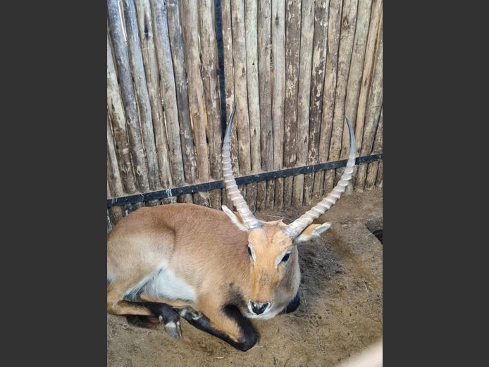 Lechwe