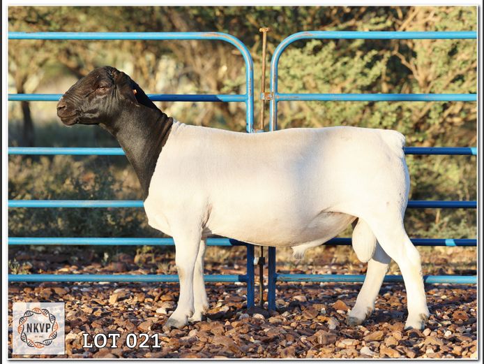 2052 24 0383 | LOUIS VAN RENSBURG, H/A LEEUPUT TRUST