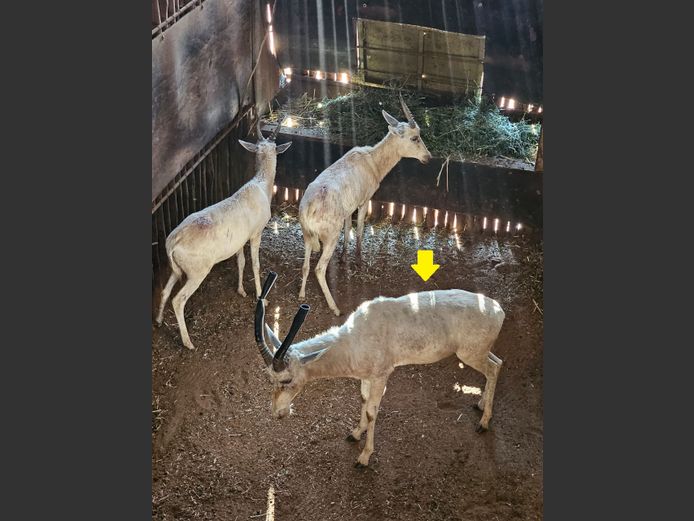 WHITE BLESBOK | HIGHLAND