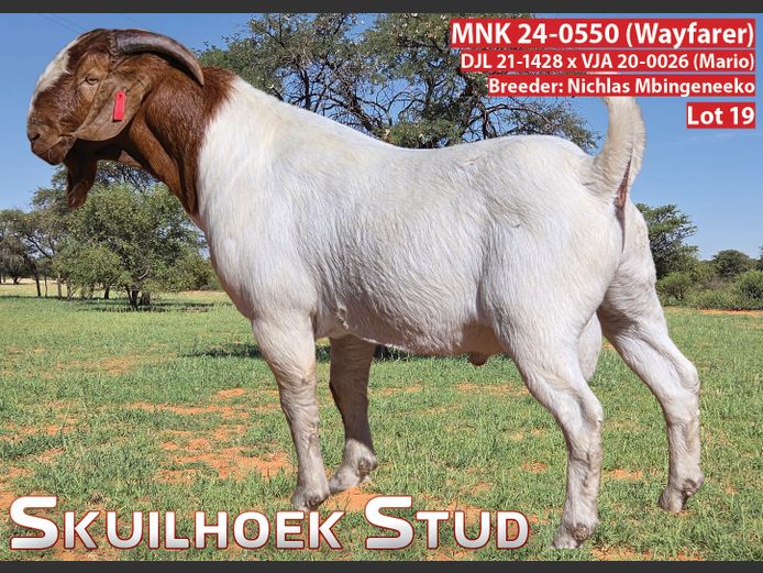 MNK 24-0550 (WAYFARER) | NICHLAS MBINGENEEKO