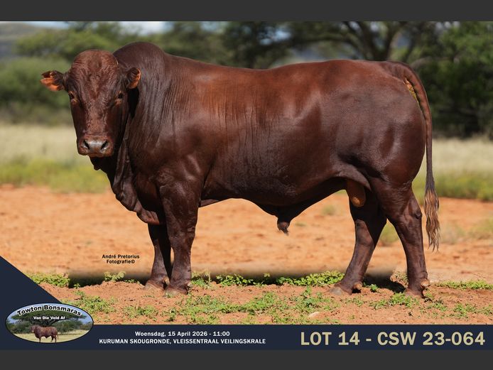 CSW 230064 | TOWTON BONSMARAS