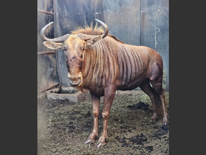 GOLDEN GNU | J. MöLLER