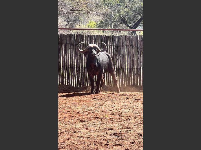 BUFFEL | IMPISI SAFARIS