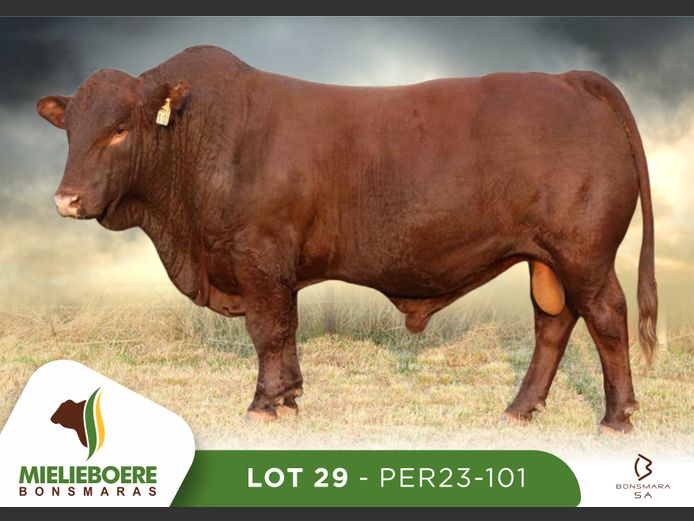 PER 230101 | P.E. ROUX
