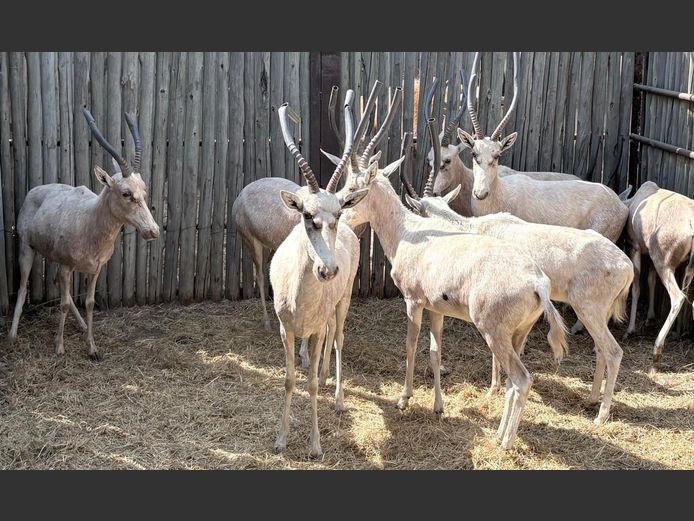 Wit Blesbokke Volwasse
